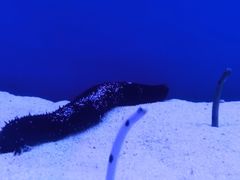 -海合安武汉极地海洋公园