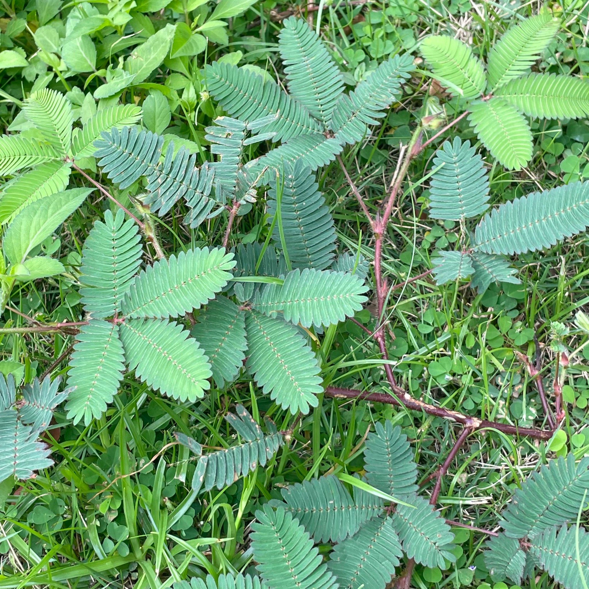 让我看看你拍的含羞草吧