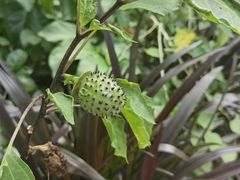 -中国科学院西双版纳热带植物园