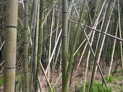 -同里国家湿地公园