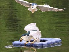 -重庆彩云湖湿地公园