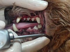 -宠爱国际动物医院·消化内科·心肾内科·ISFM猫友好(望京店)