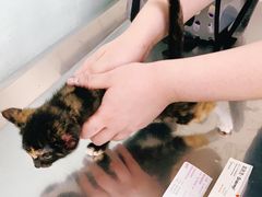 -申普宠物医院·心脏介入·心血管微创(总院)