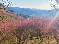 -新建村梅花