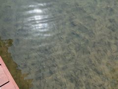 -贡湖湾湿地公园