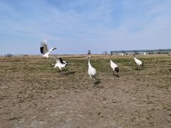 -盐城丹顶鹤湿地生态旅游区