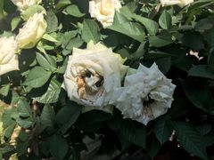 -龙大花卉苗木市场
