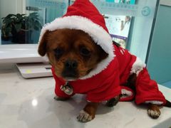 -瑞派·关忠动物医院·异宠专科·犬猫肿瘤·皮肤专科(望京店)