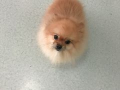 -汪喵宠物医院·骨科心脏影像·犬猫急重症ICU诊疗中心(成华分院)