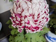 -杭州植物园