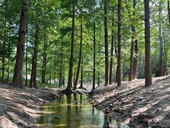 -白水寺森林公园