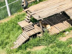 -青藏高原野生动物园