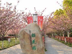 -高东镇樱花园