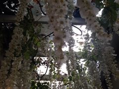 iphone_upload_pic-燕庭·纯燕窝·甜品下午茶(南京西路店)