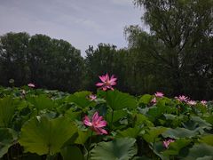 -西安浐灞国家湿地公园