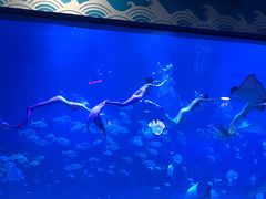 -烟台海昌鲸鲨海洋公园