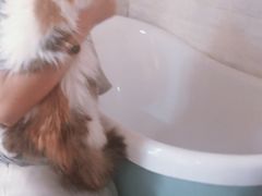 -十年猫舍·猫咪专门店(普陀店)