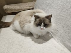 -藏猫猫咖啡主题馆(中央大道店)