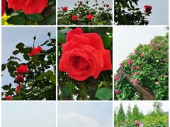 -上海辰山植物园