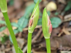 -上海佘山国家森林公园西佘山园