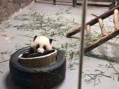 -成都大熊猫繁育研究基地