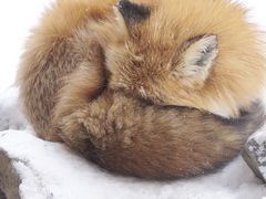 -宫城藏王狐狸村