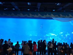 -烟台海昌鲸鲨海洋公园