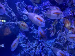 -成都浩海立方海洋公园