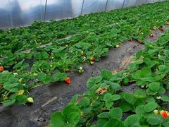 -聚缘草莓瓜果采摘基地(堵家村2店)