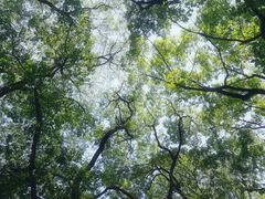 -东湖磨山景区樱花园-停车场