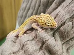 -藦茜花园宠物主题亲子互动体验馆(国顺东路店)