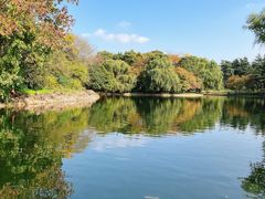 -上海共青森林公园