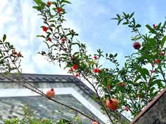 -广州神农草堂中医药博物馆