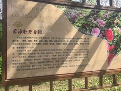 -曹州牡丹园