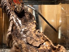 -酷以爬仙阁实体爬宠店·守宫·蜥蜴·专业繁育