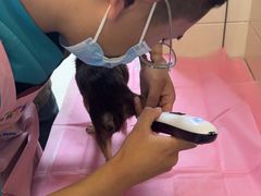 -北京观赏动物医院·24小时大型综合·猫专科·异宠专科