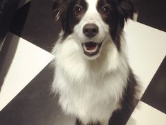 -Oh My Dog宠物沙龙(伊珊娜皮毛护理店)