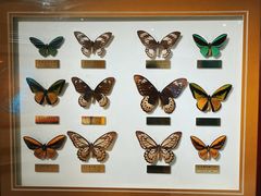 -上海昆虫博物馆