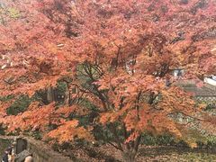 -宋宴(虎跑店)