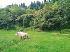 -武陵山森林公园