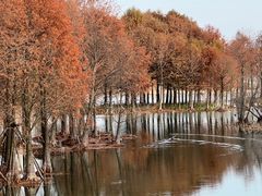 -贡湖湾湿地公园