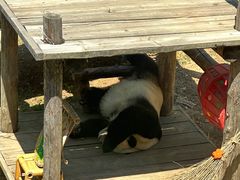 -大连森林动物园