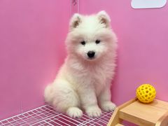 -翊宠yipet猫狗购宠庄园犬舍•猫舍