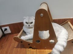 -有猫主题·治愈系猫咖(曾厝垵店)