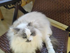 -豆逗聊愈猫阁Easy Life