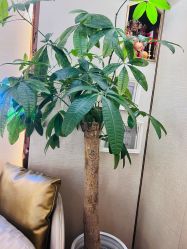 -茜尔维亚修身连锁(八佰伴店)