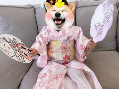 -柴犬小屋·柴餐厅·狗咖食堂(金鼎广场店)