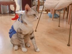 -万小咖.猫咖(中山路天虹店)