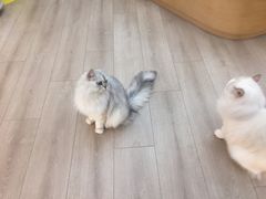 -瞄一喵猫咖(格力海岸店)