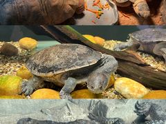 -广州长隆飞鸟乐园